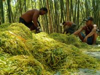 Foto: Para petani tembakau di Kabupaten Sumenep, pasca panen.