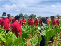 Foto: Para petani di Kabupaten Sumenep, saat mengikuti Sekolah Lapang Pertanian Tanaman Terpadu (SLPTT), yang diselenggarakan oleh Dispertahortbun.