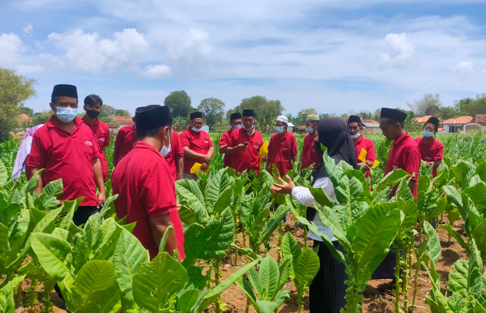 Foto: Para petani di Kabupaten Sumenep, saat mengikuti Sekolah Lapang Pertanian Tanaman Terpadu (SLPTT), yang diselenggarakan oleh Dispertahortbun.