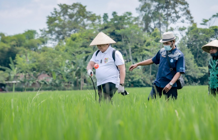 Foto: Bupati Jember, Hendy Siswanto, saat menjajal menyemprotkan pestisida hayati bersama petani.
