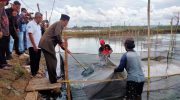 Foto: Wakil Bupati Pamekasan Fattah Jasin saat menjaring ikan kerapu