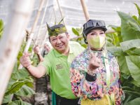 Foto: Bupati Jember Hendy Siswanto dan istri berfoto di tengah kebun tembakau.