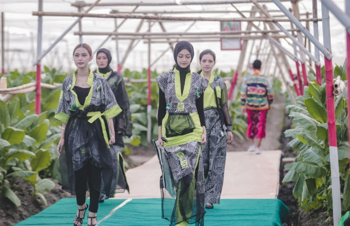 Foto: Festival Jember Kota Cerutu Indonesia (JKCI) ke 4 diisi dengan fashion show di tengah kebun tembakau.